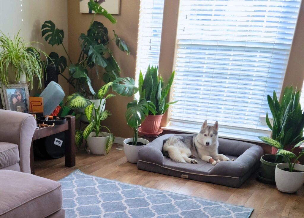 Lots of houseplants in a living room with a husky in the photo