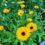 Yellow calendula flowers growing in a garden ready to make calendula oil