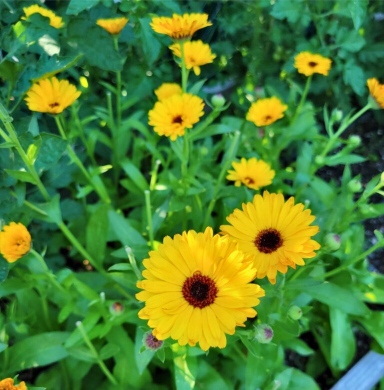 Yellow calendula flowers growing in a garden ready to make calendula oil